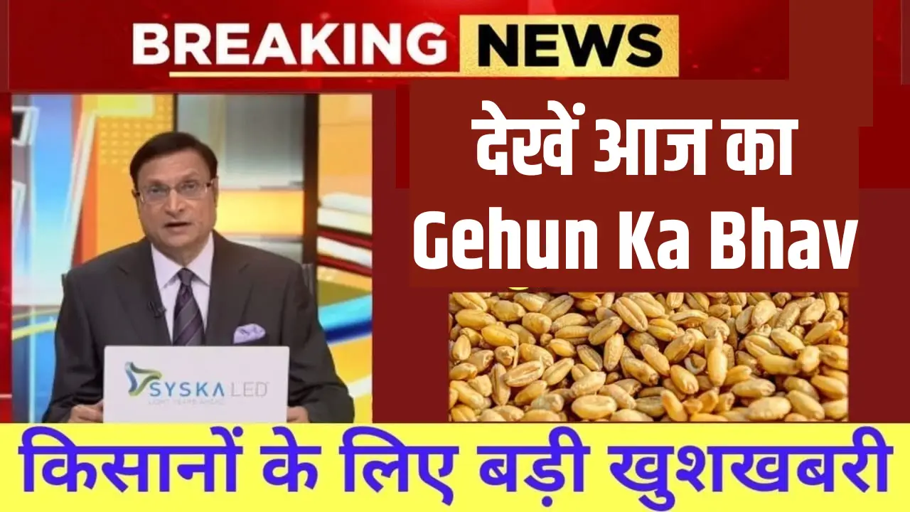 Today Wheat Price