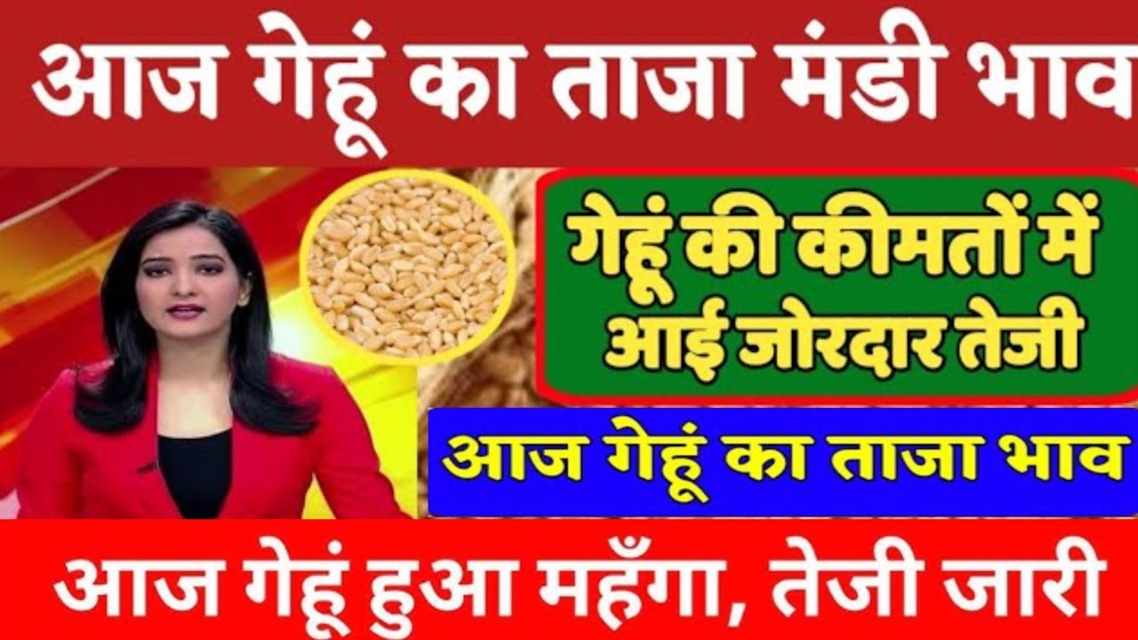 Gehun Mandi Bhav Today